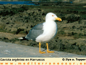 gaviota argntea