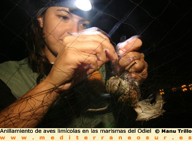 Anillamiento de aves en Odiel